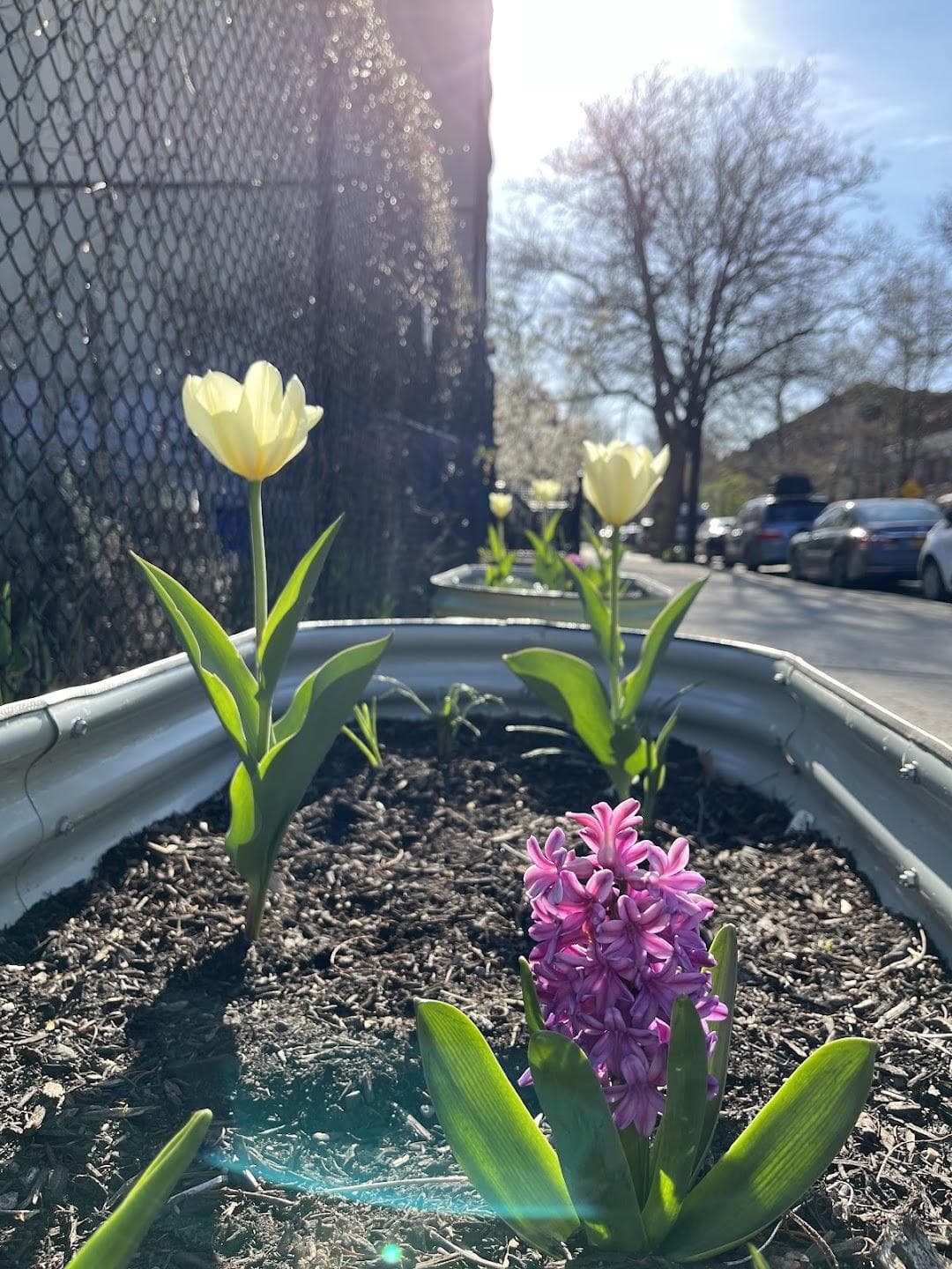 Patchen Community Square Garden photo 5