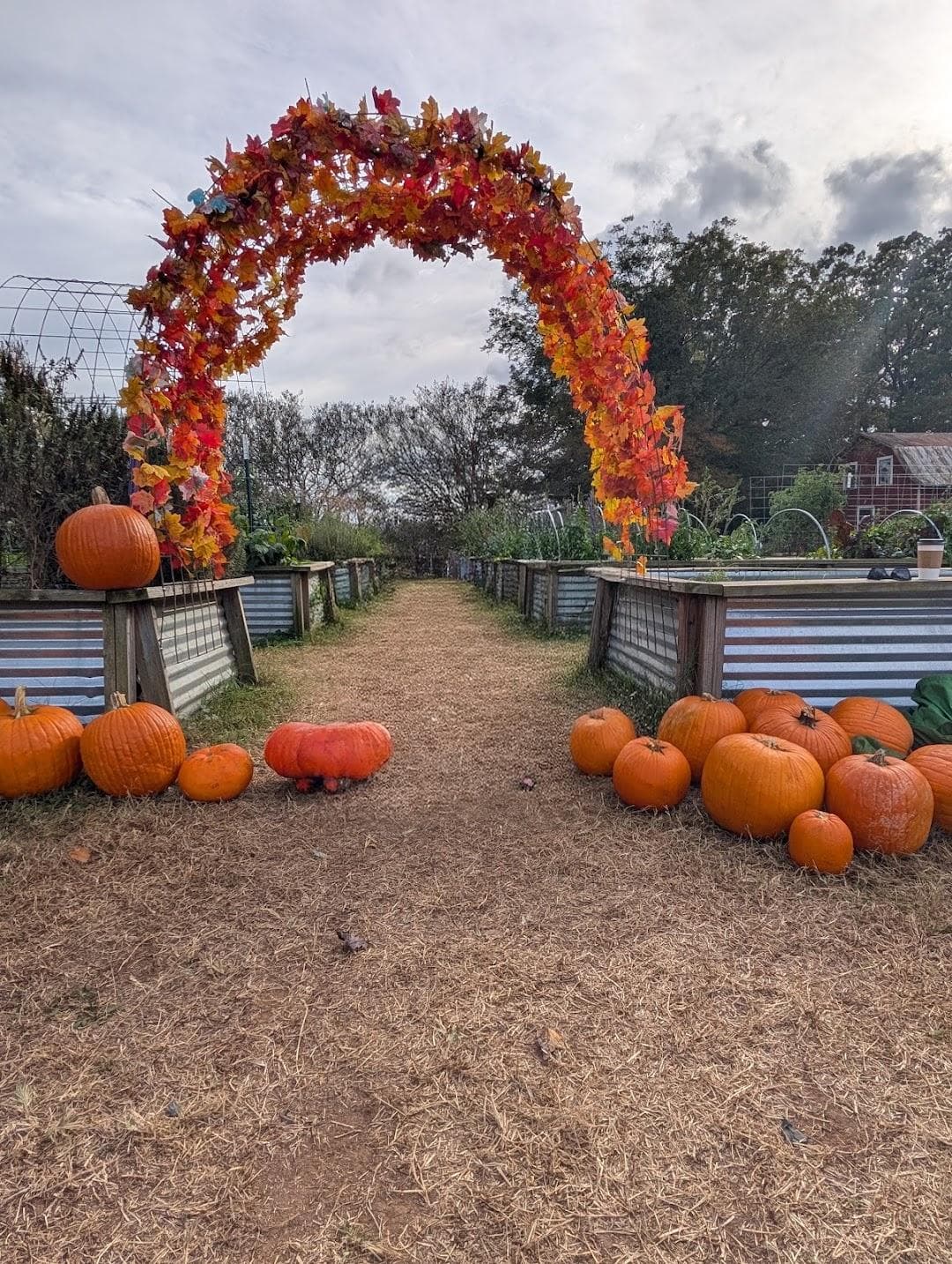 Hodges Family Farm & Pumpkin Patch - main location photo 3