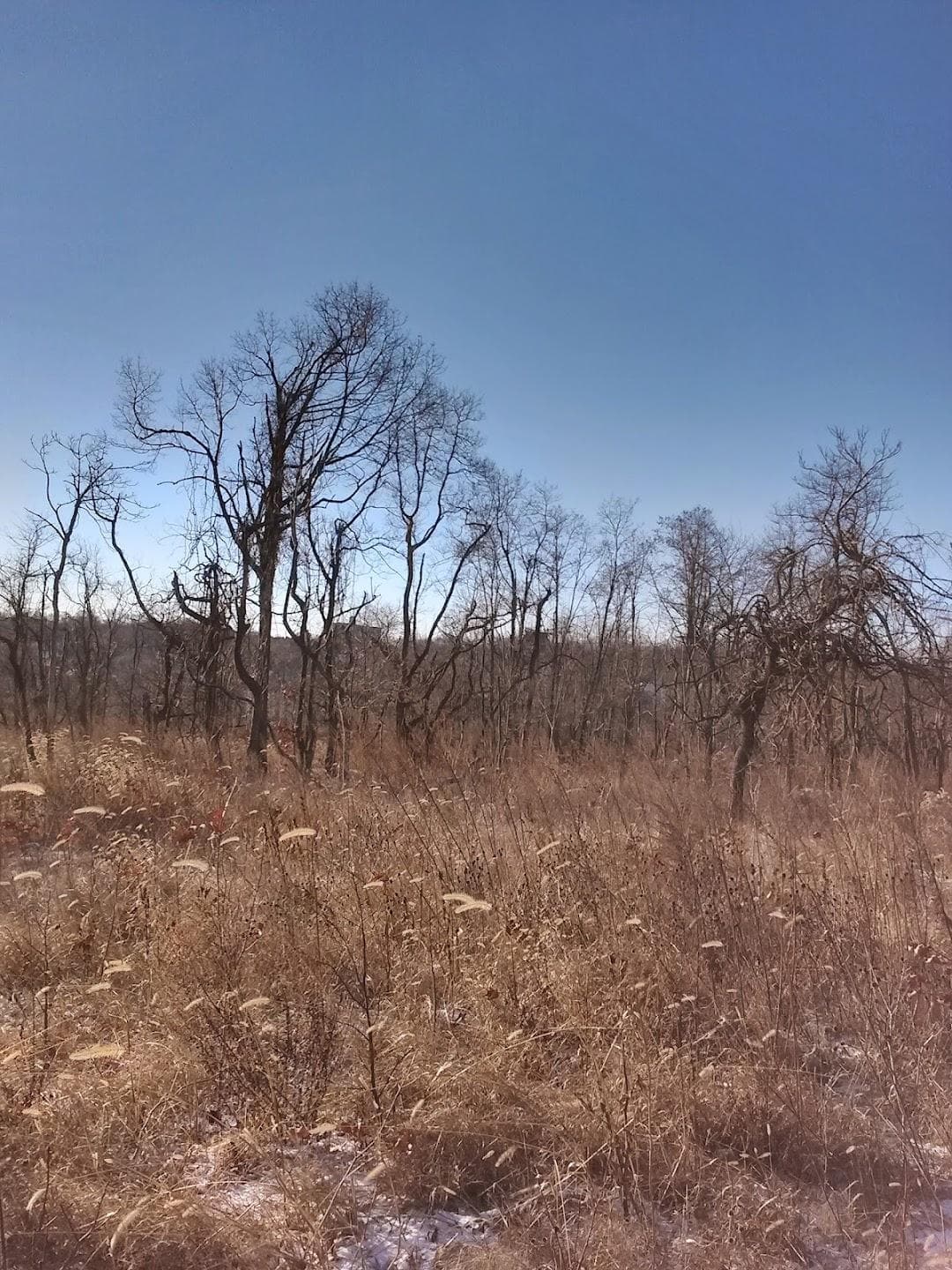Jones Woods Park photo 5