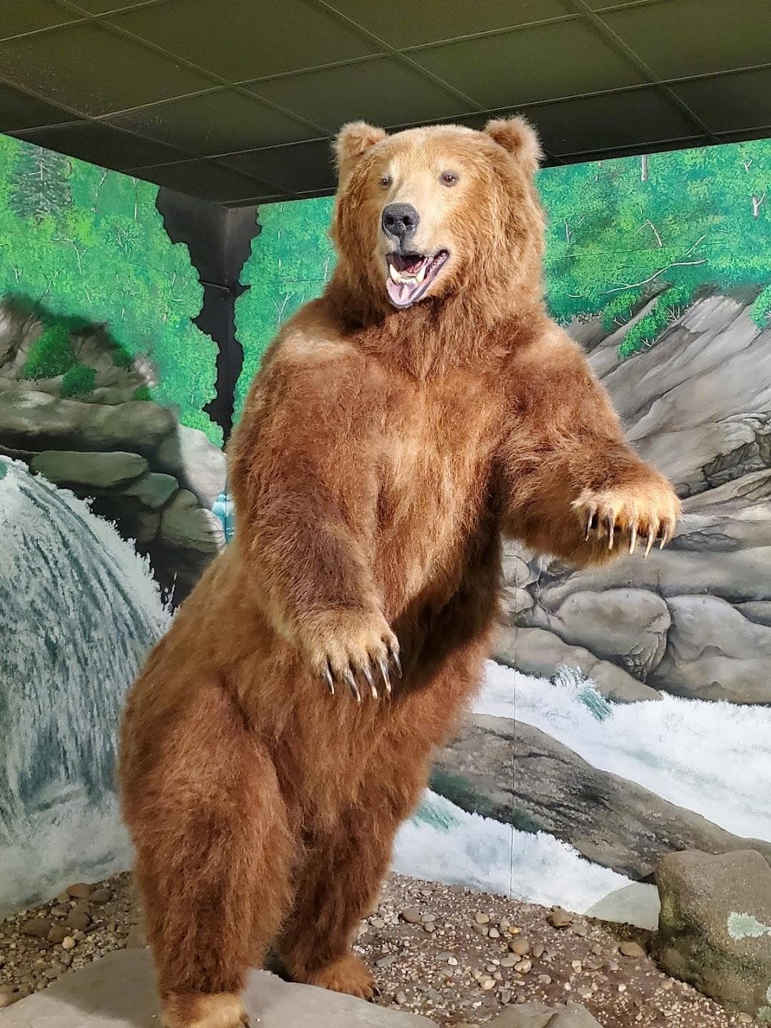 The Schiele Museum of Natural History & Planetarium photo 3
