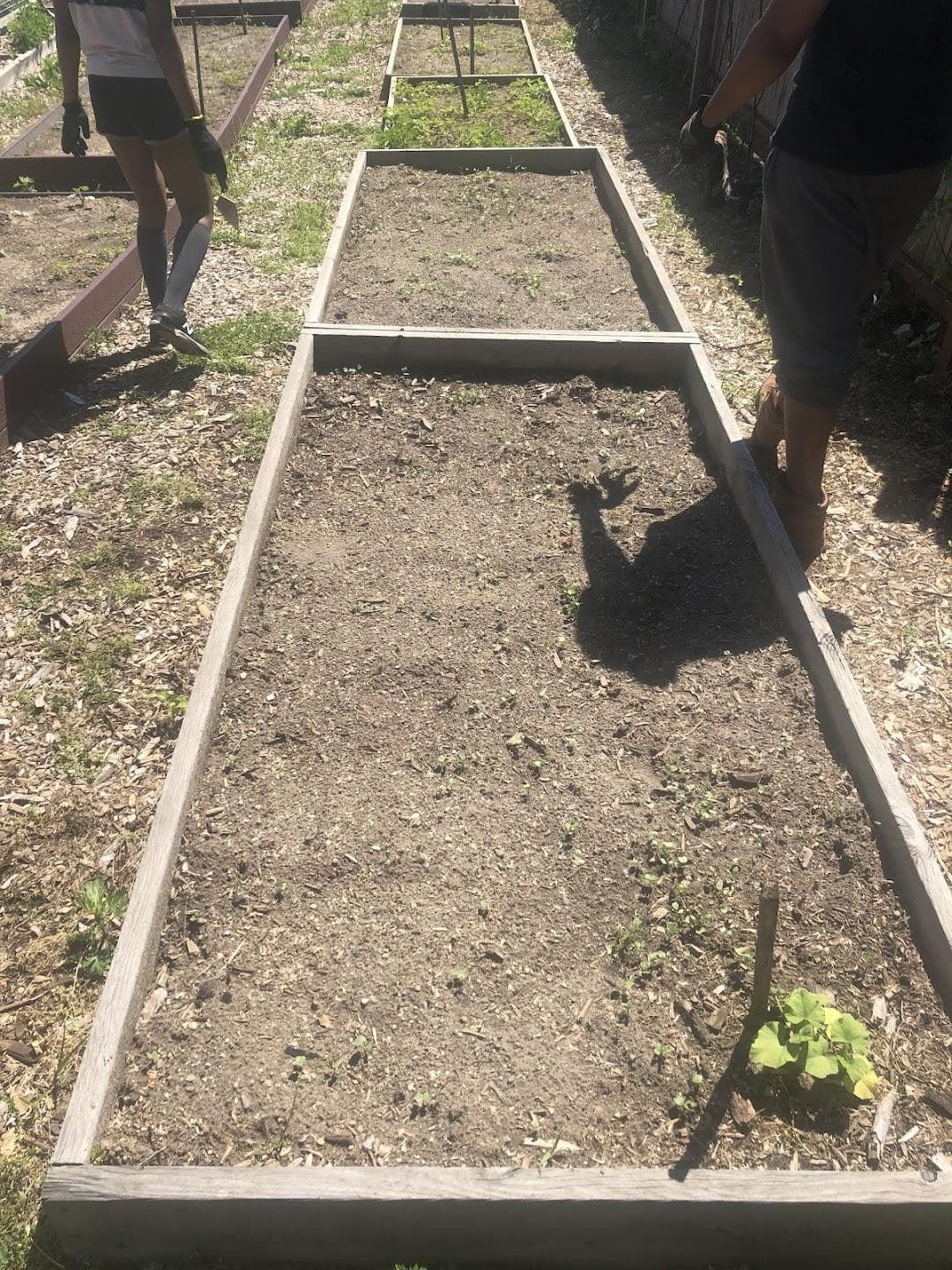 Havemayer Community Garden photo 4