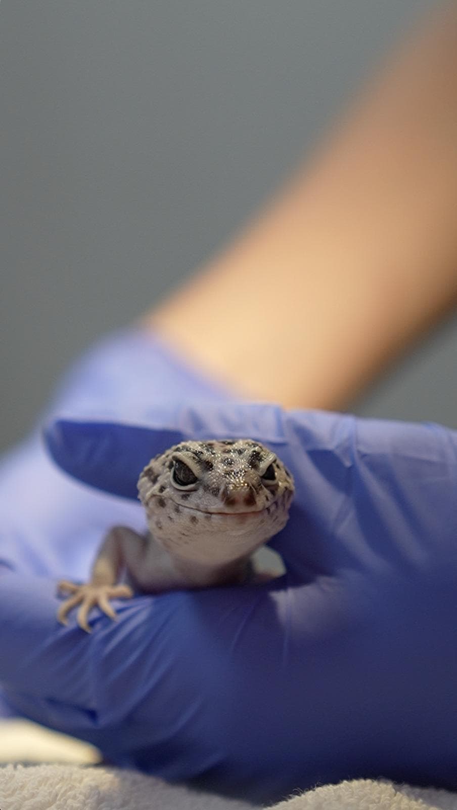 Avian & Exotic Philly Vet Medical Surgical Clinic photo 4
