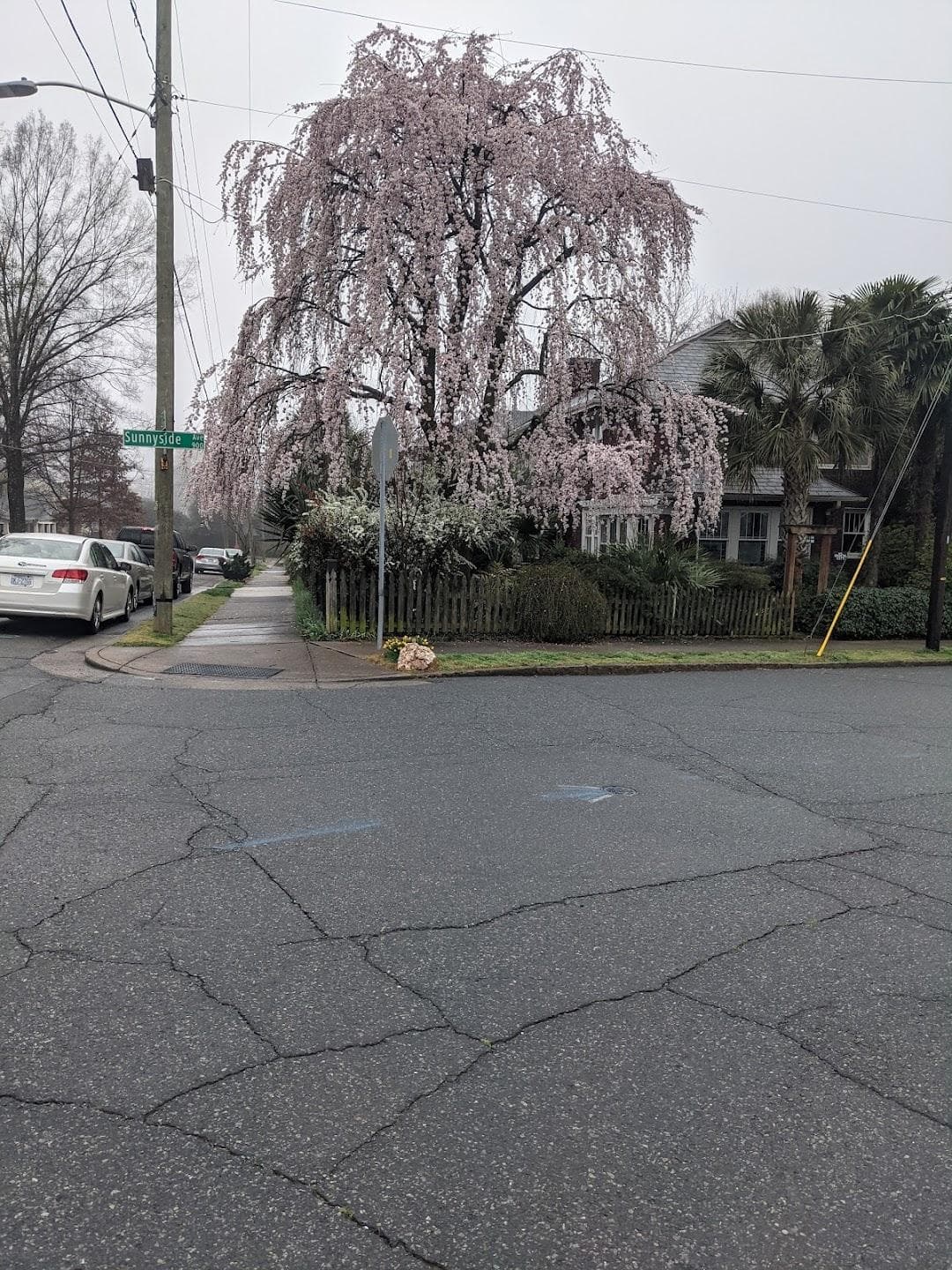 Plaza Midwood photo 1