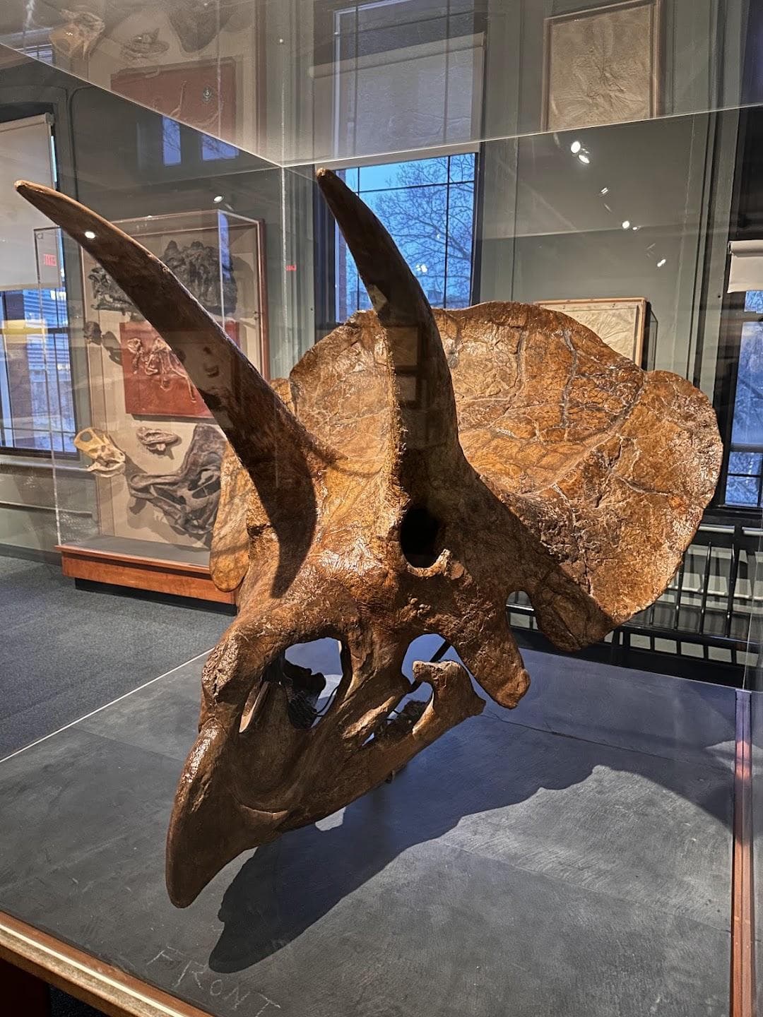 The Harvard Museum of Natural History photo 6