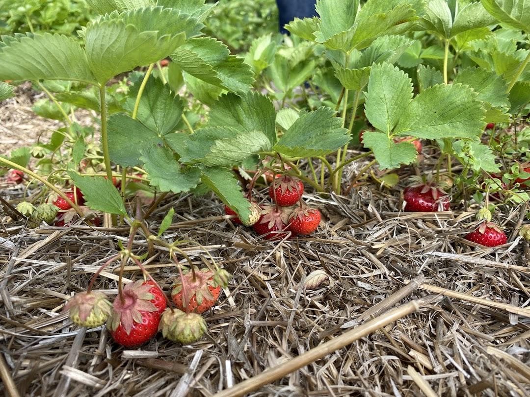 Verrill Farm photo 4