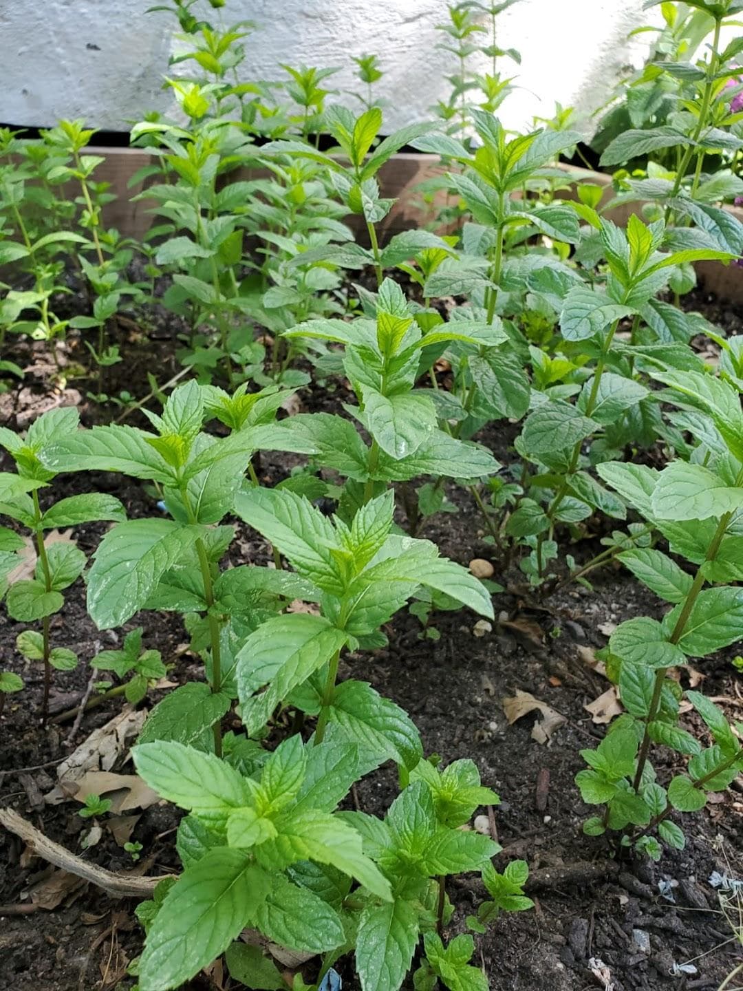 Chestnut Street Community Garden photo 5