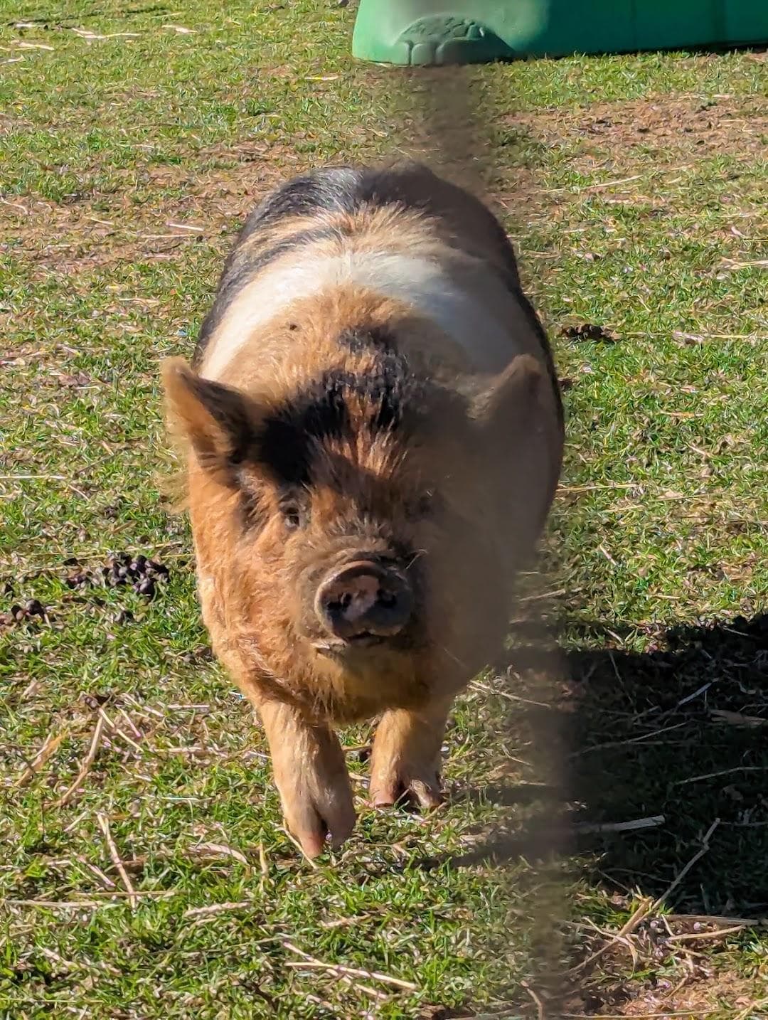 Stowe Farm photo 1