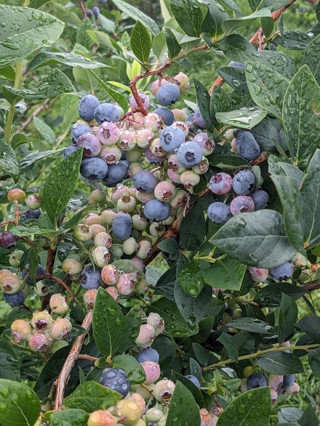 Carlson Orchards, Inc photo 6