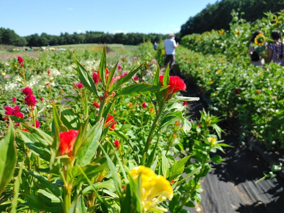 Tangerini's Spring Street Farm photo 3