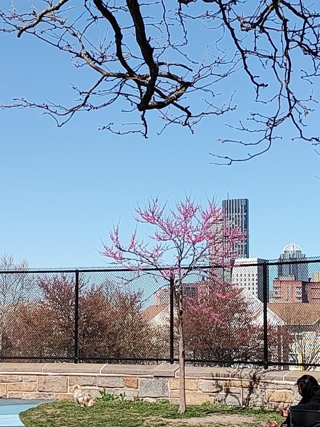 Mission Hill Playground photo 5