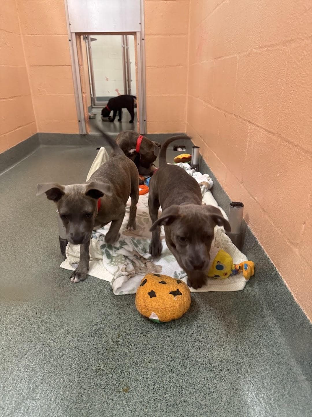 Humane Society of Broward County photo 2