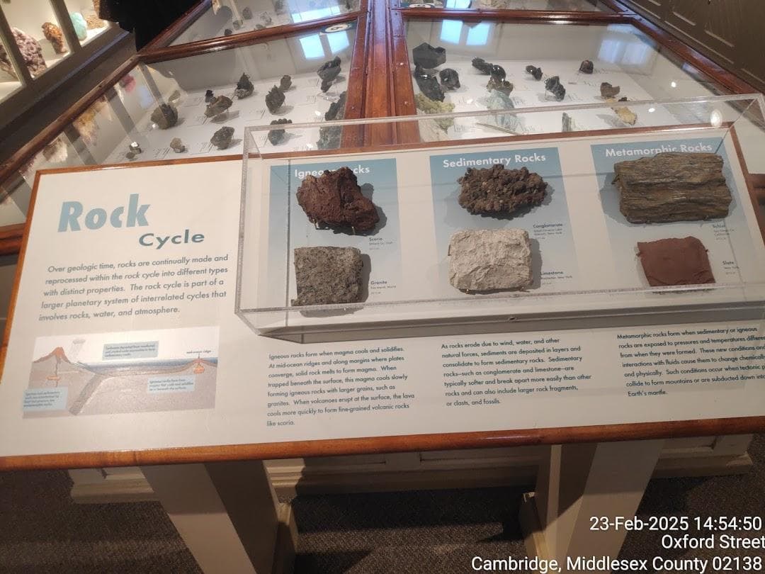 The Harvard Museum of Natural History photo 1