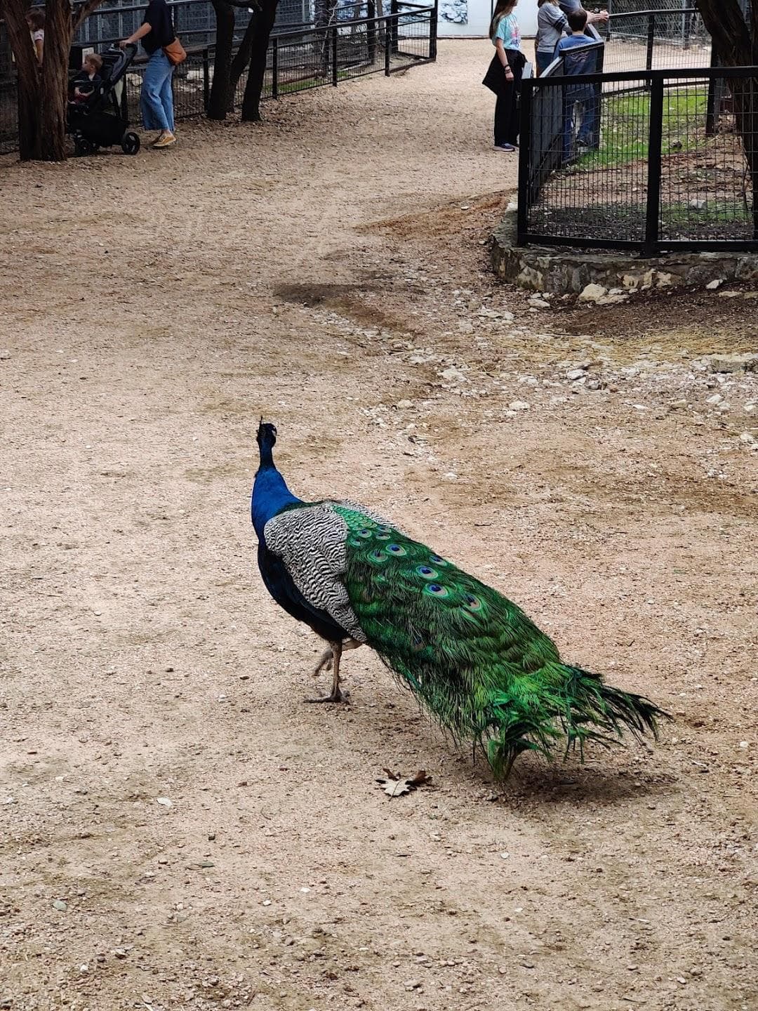 Austin Zoo photo 2