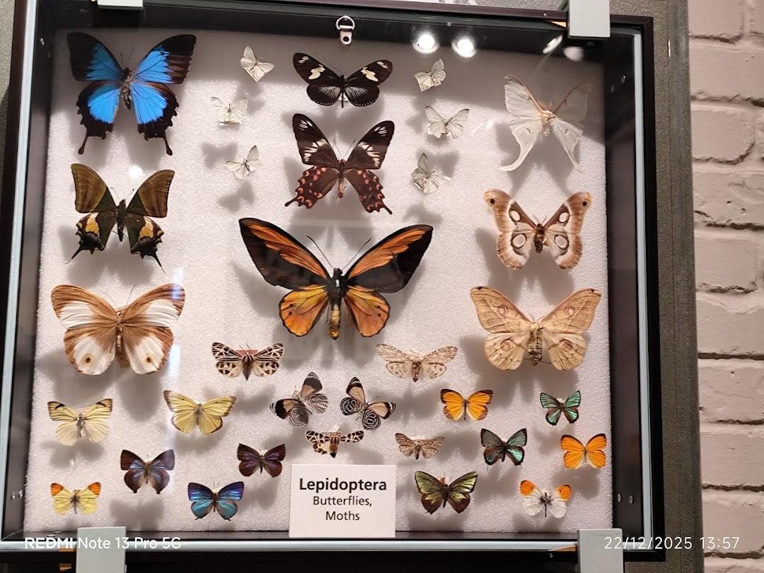 The Harvard Museum of Natural History photo 4