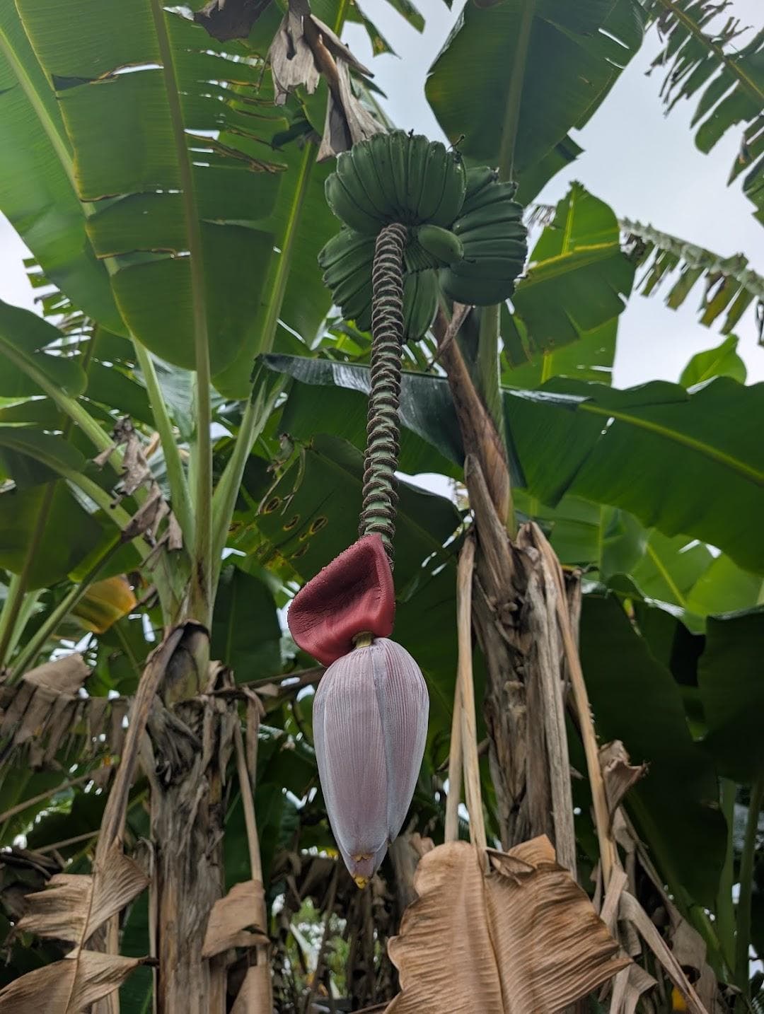 Fruit & Spice Park photo 1