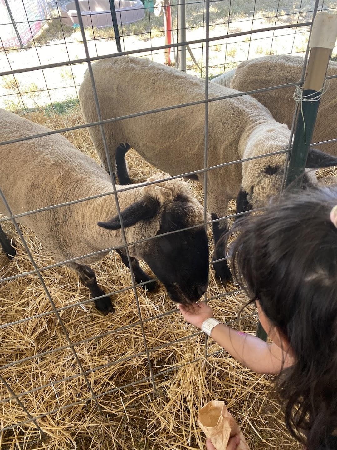 Middlesex County Fair photo 2