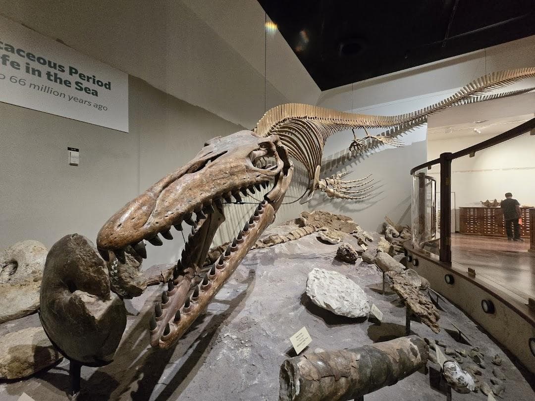 Texas Science & Natural History Museum photo 5