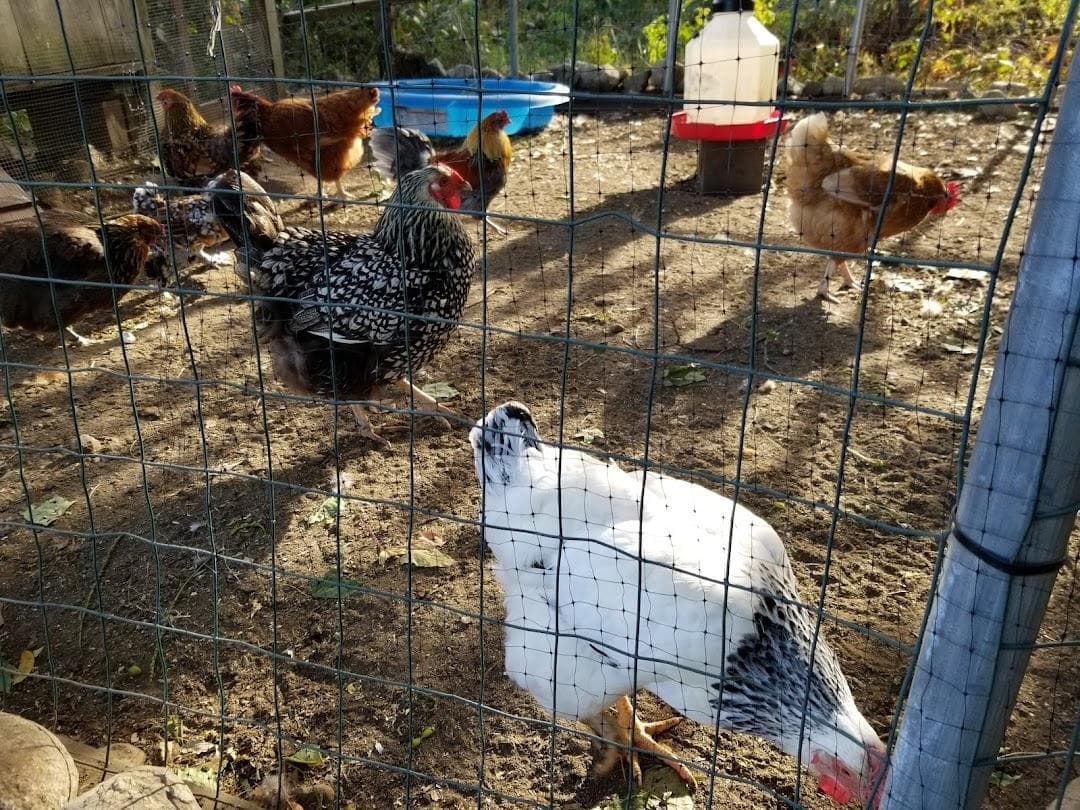 Land's Sake Farm photo 5