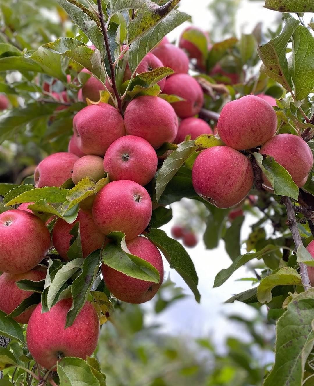 Carver Hill Orchard photo 5
