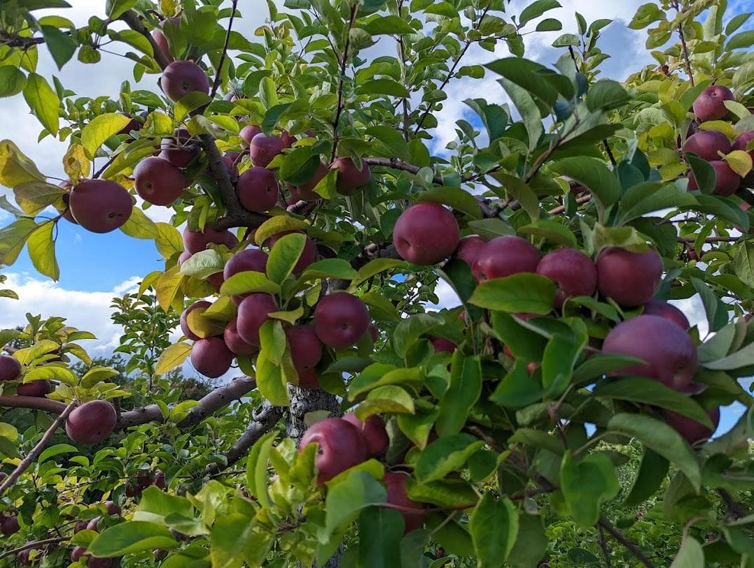Carlson Orchards, Inc photo 3