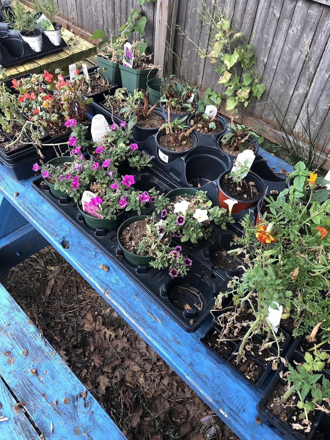 Havemayer Community Garden photo 2