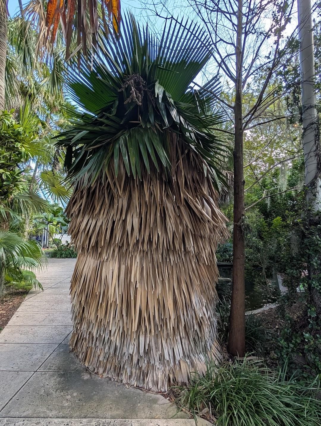 Miami Beach Botanical Garden photo 1