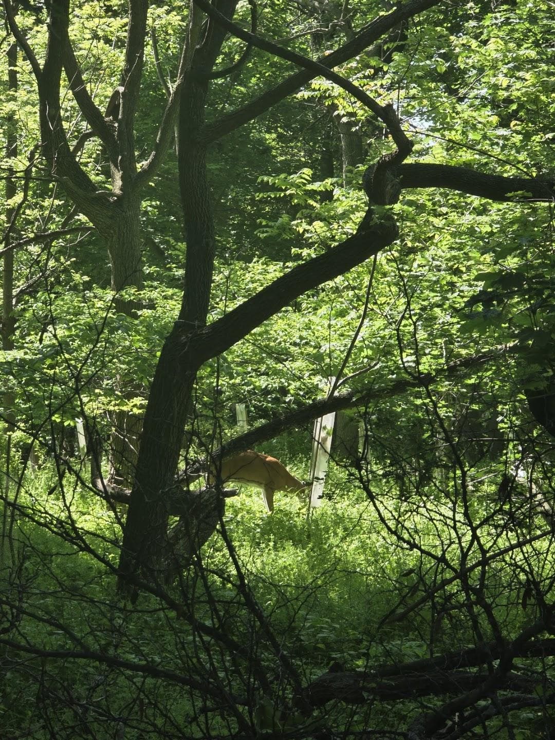 Jones Woods Park photo 3