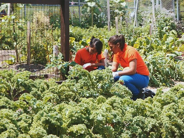 Far Rock Urban Agro Education Center photo 6