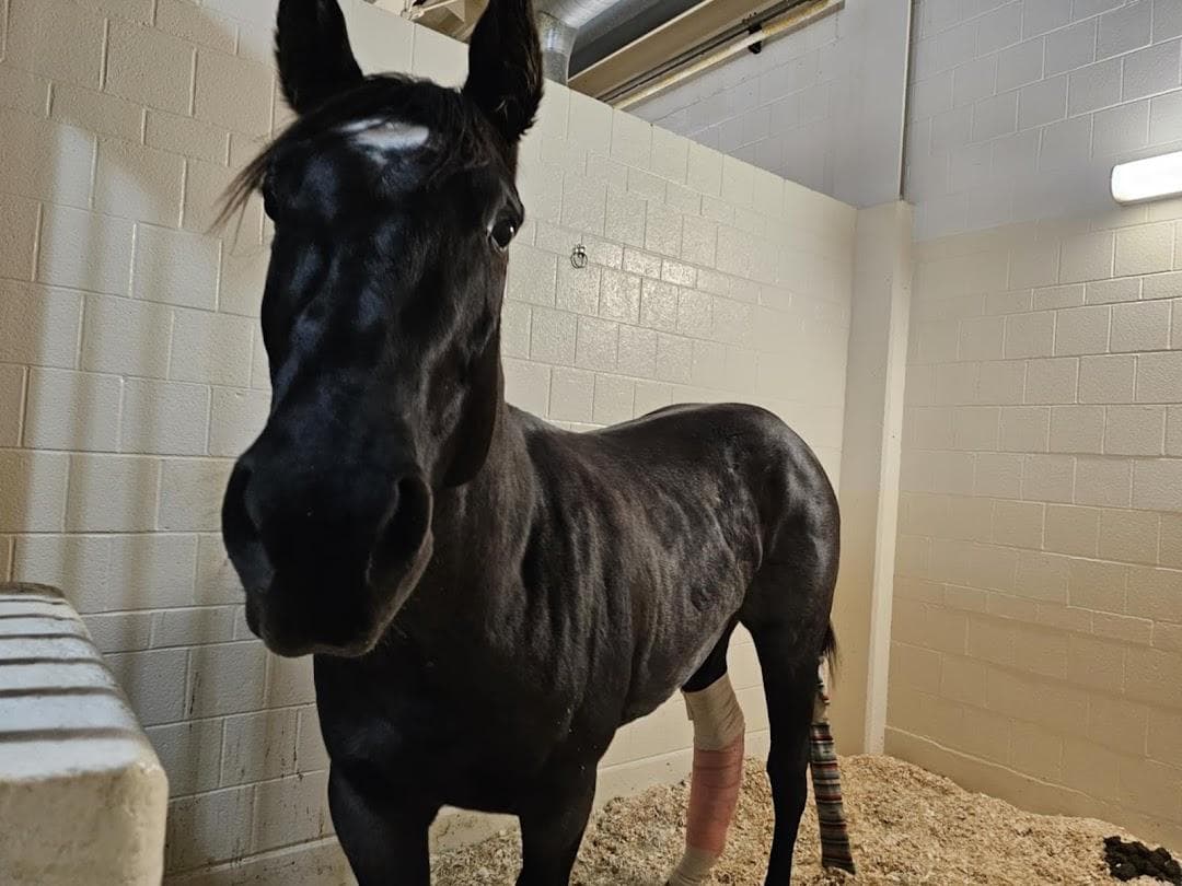 Cornell University Equine Hospital photo 6