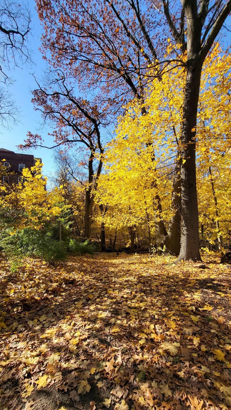 Forest Park Drive photo 3