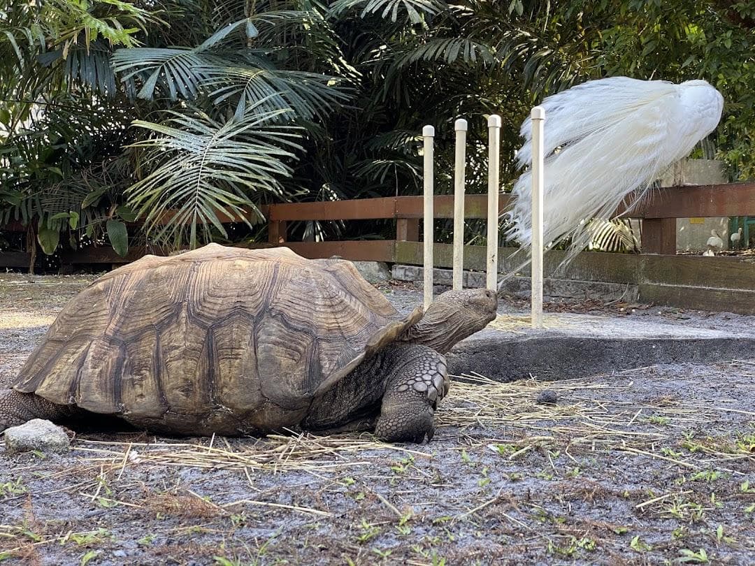 Flamingo Gardens photo 6