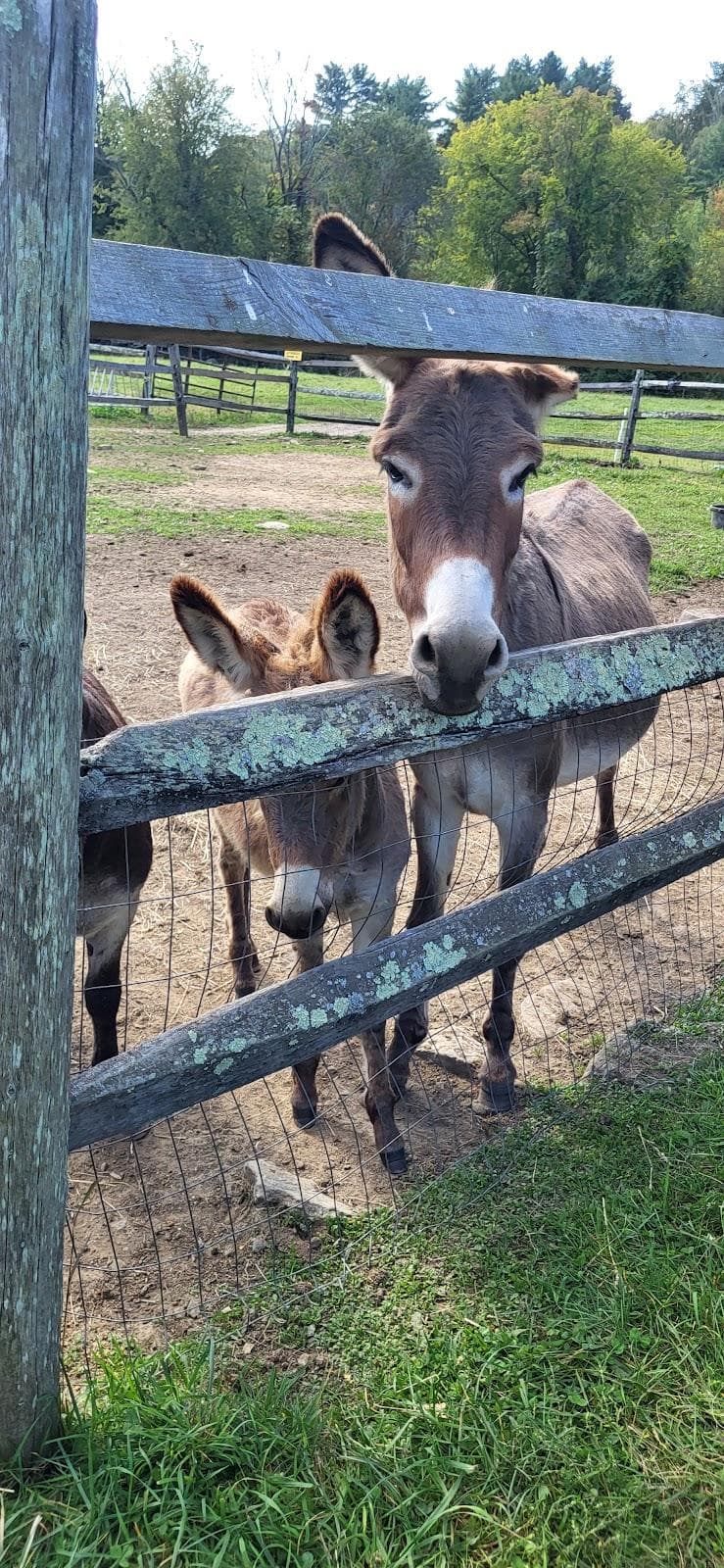 Stowe Farm photo 3
