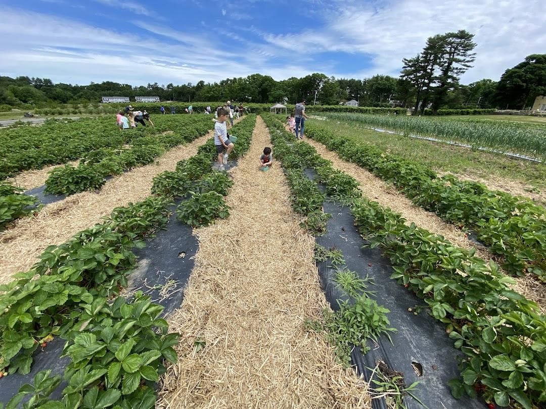 Tangerini's Spring Street Farm photo 5