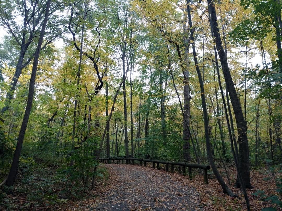 Forest Park photo 4