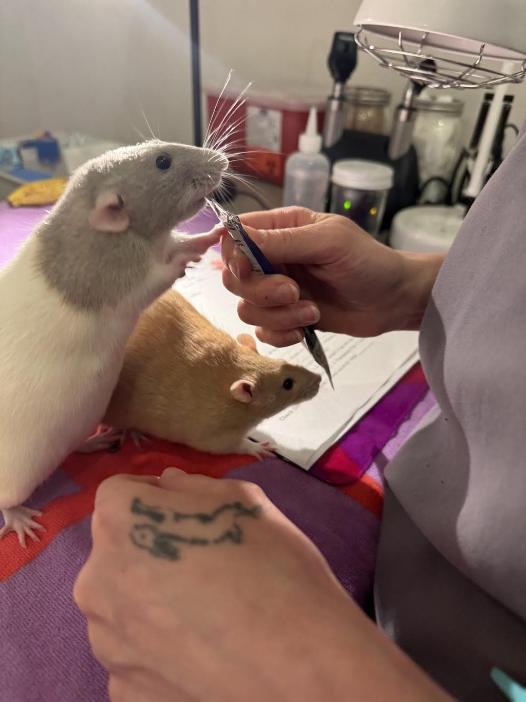 Avian & Exotic Philly Vet Medical Surgical Clinic photo 5