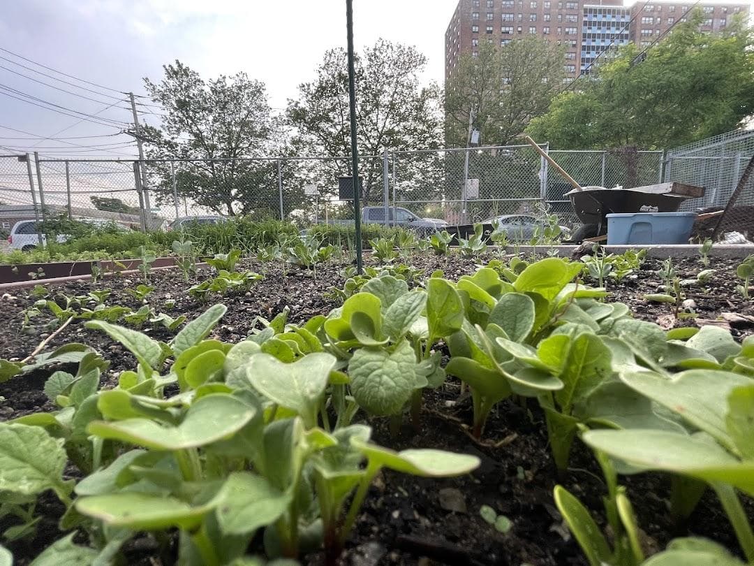 Havemayer Community Garden photo 1