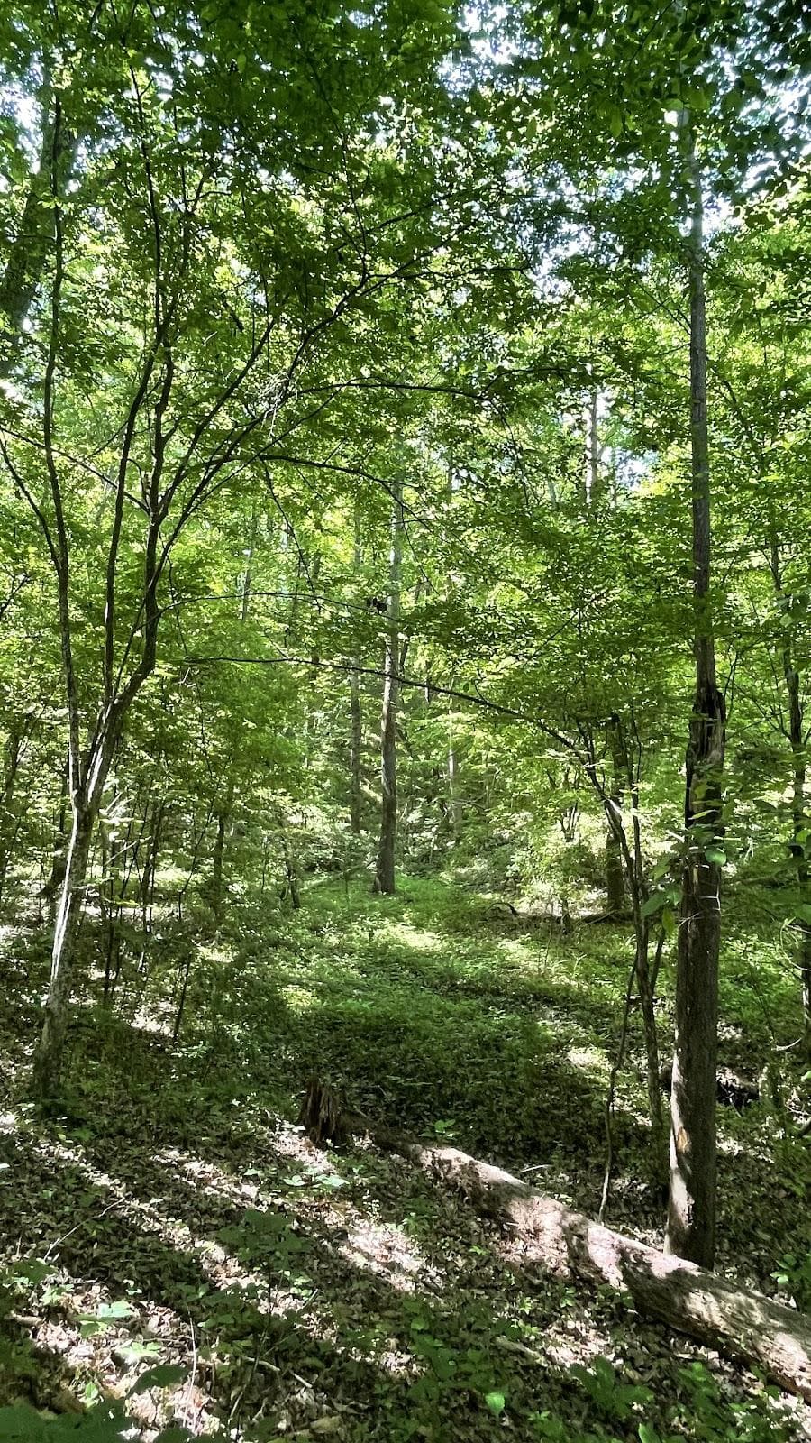 McDowell Nature Center photo 4