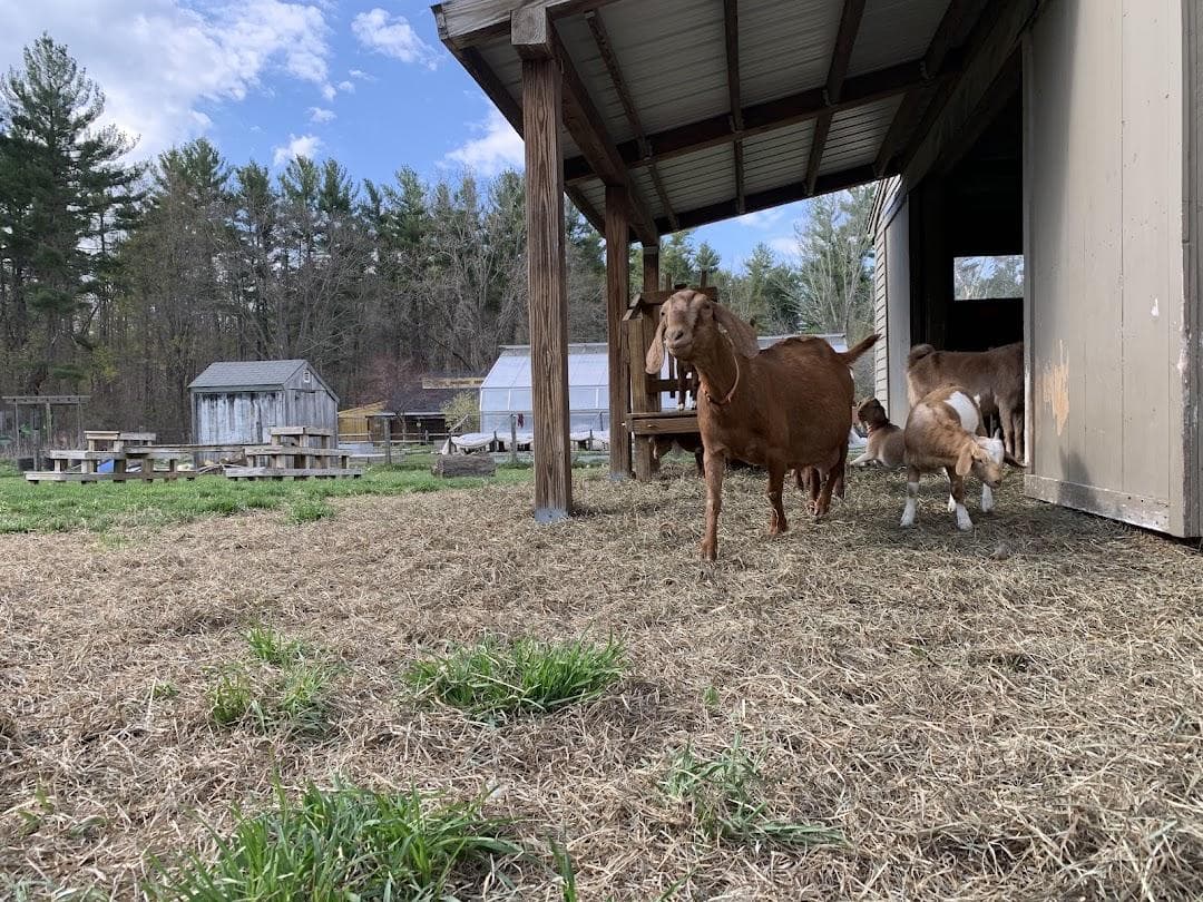 Mass Audubon's Drumlin Farm photo 5