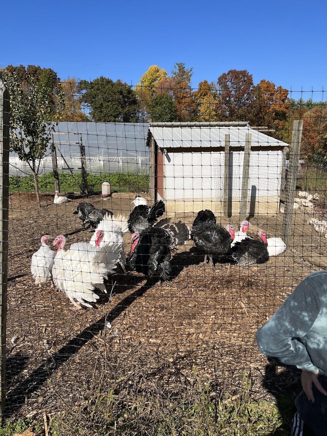 Douglas Orchard & Farm photo 5