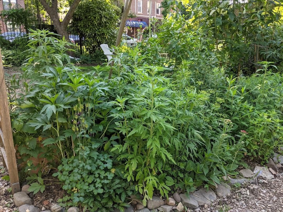 East 4th Street Community Garden photo 5