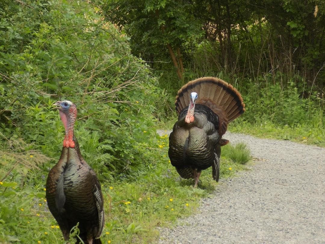 Mass Audubon's Boston Nature Center and Wildlife Sanctuary photo 2