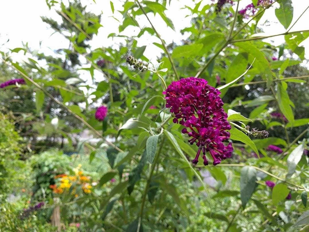East 4th Street Community Garden photo 1