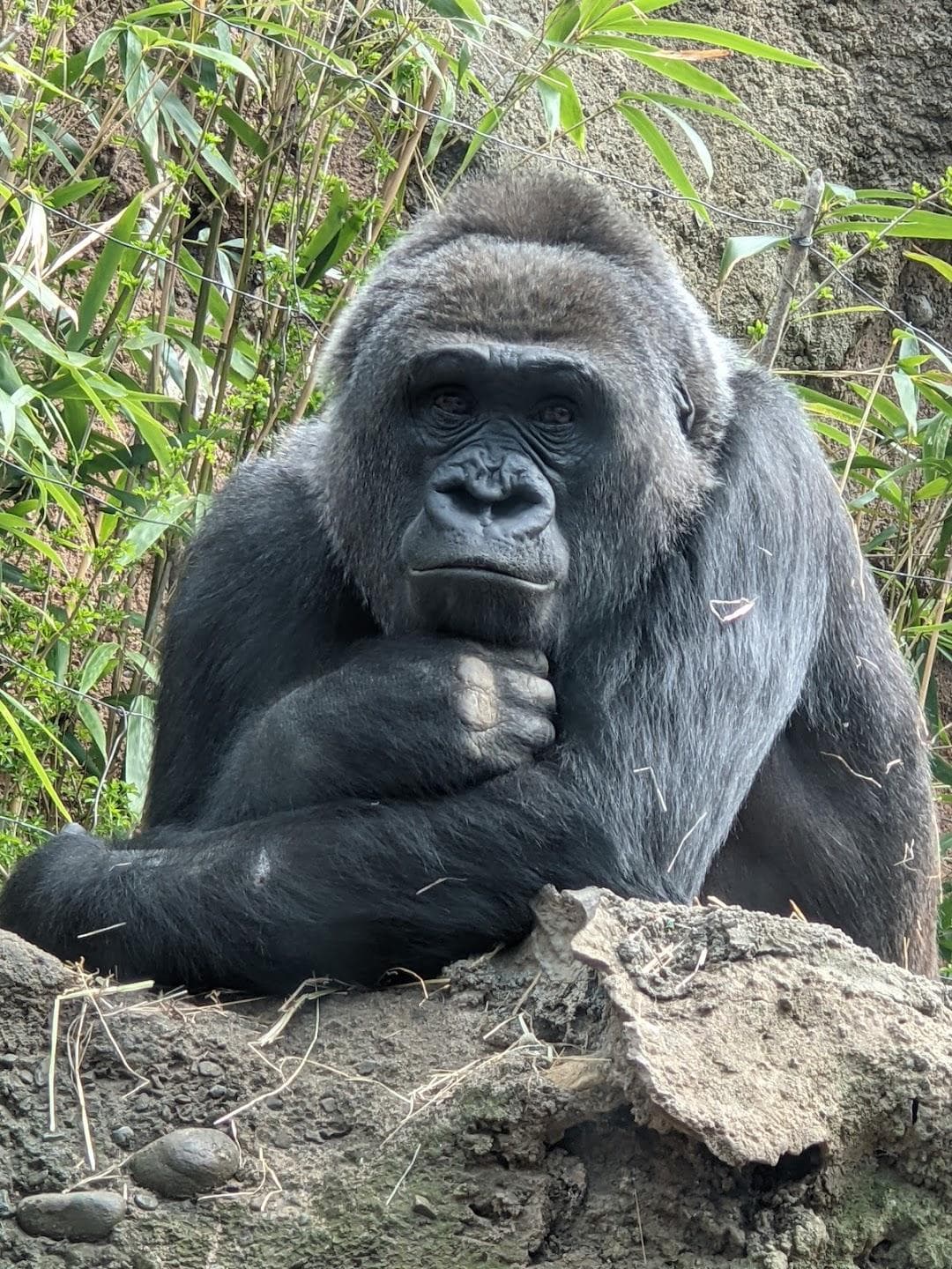 Bronx Zoo photo 6