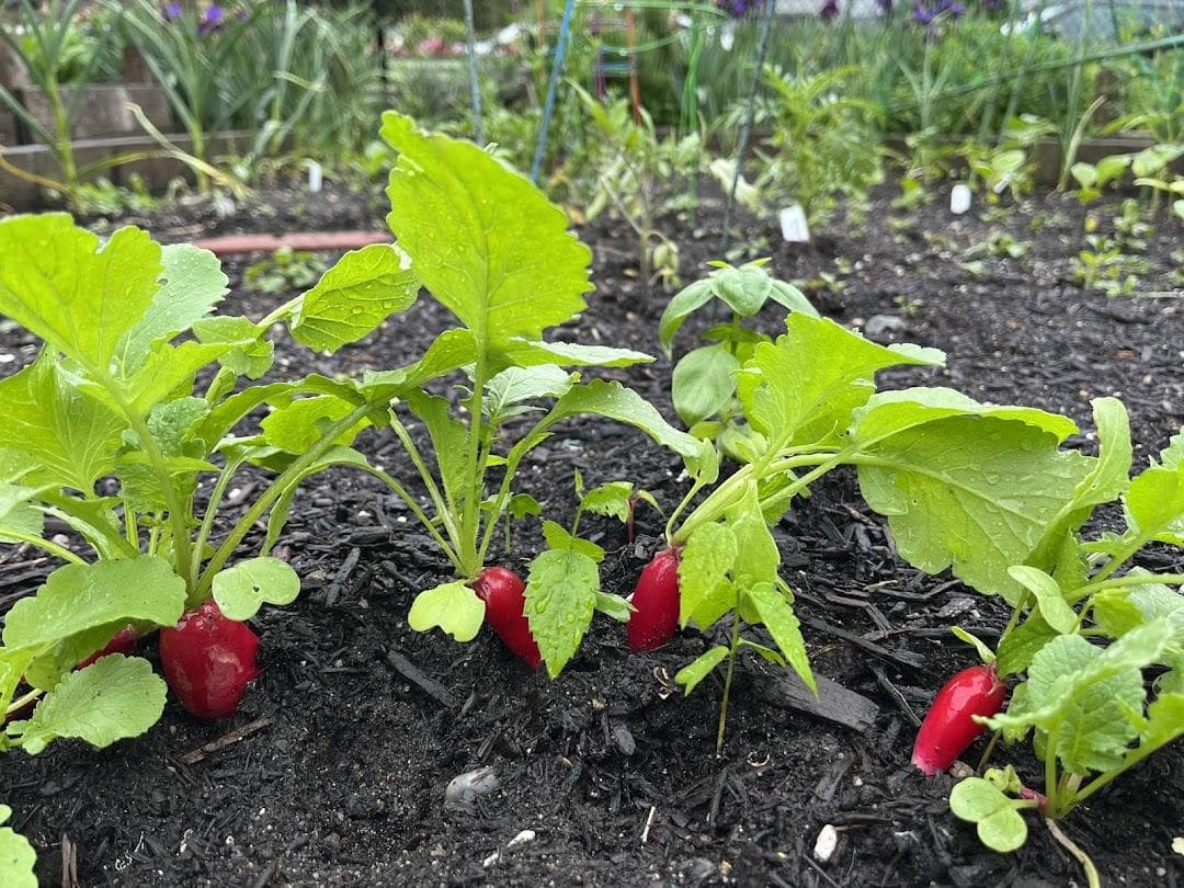 Patchen Community Square Garden photo 4