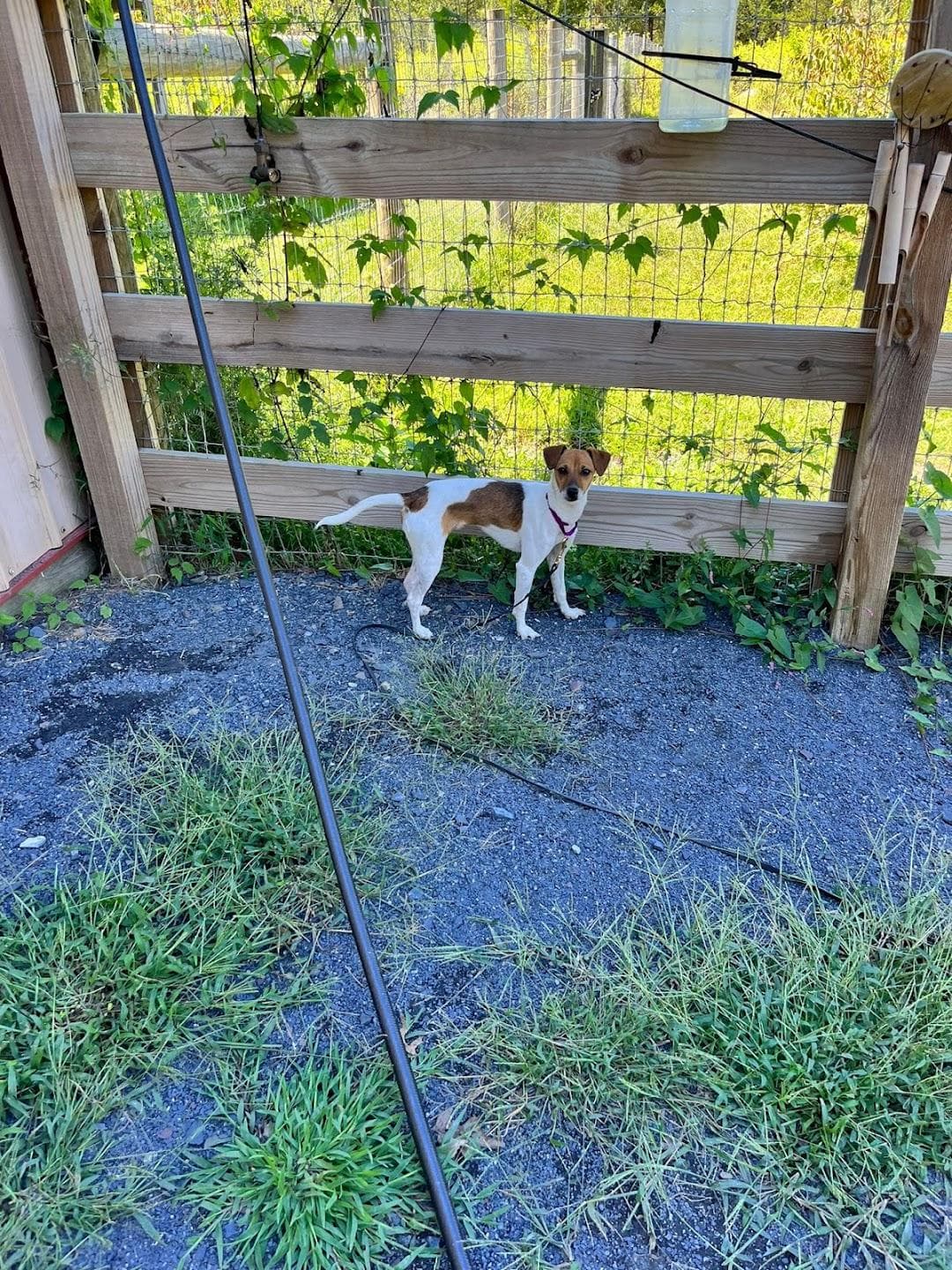 Opportunity Barks Behavior & Training photo 2