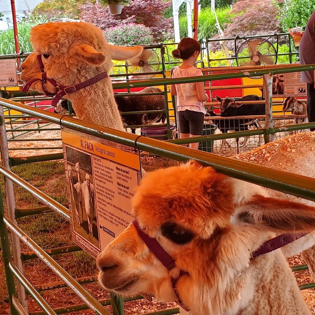 Marshfield Fair photo 3