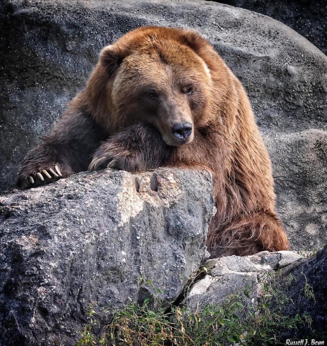Bronx Zoo photo 2