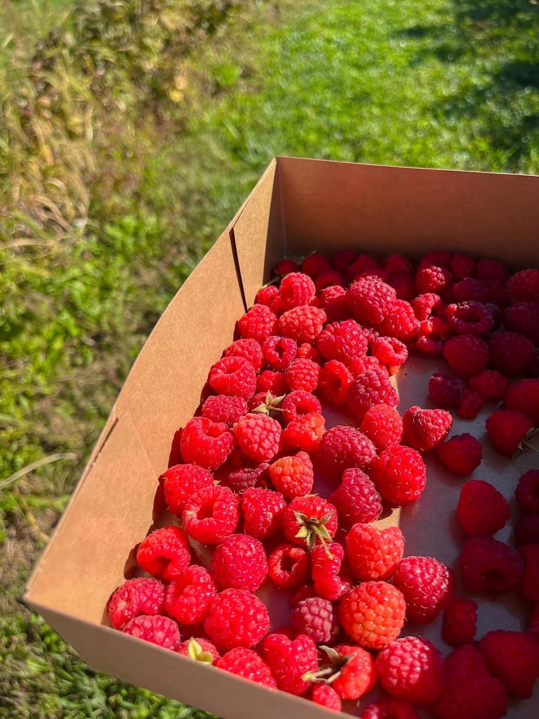 Hellerick’s Adventure Farm photo 5
