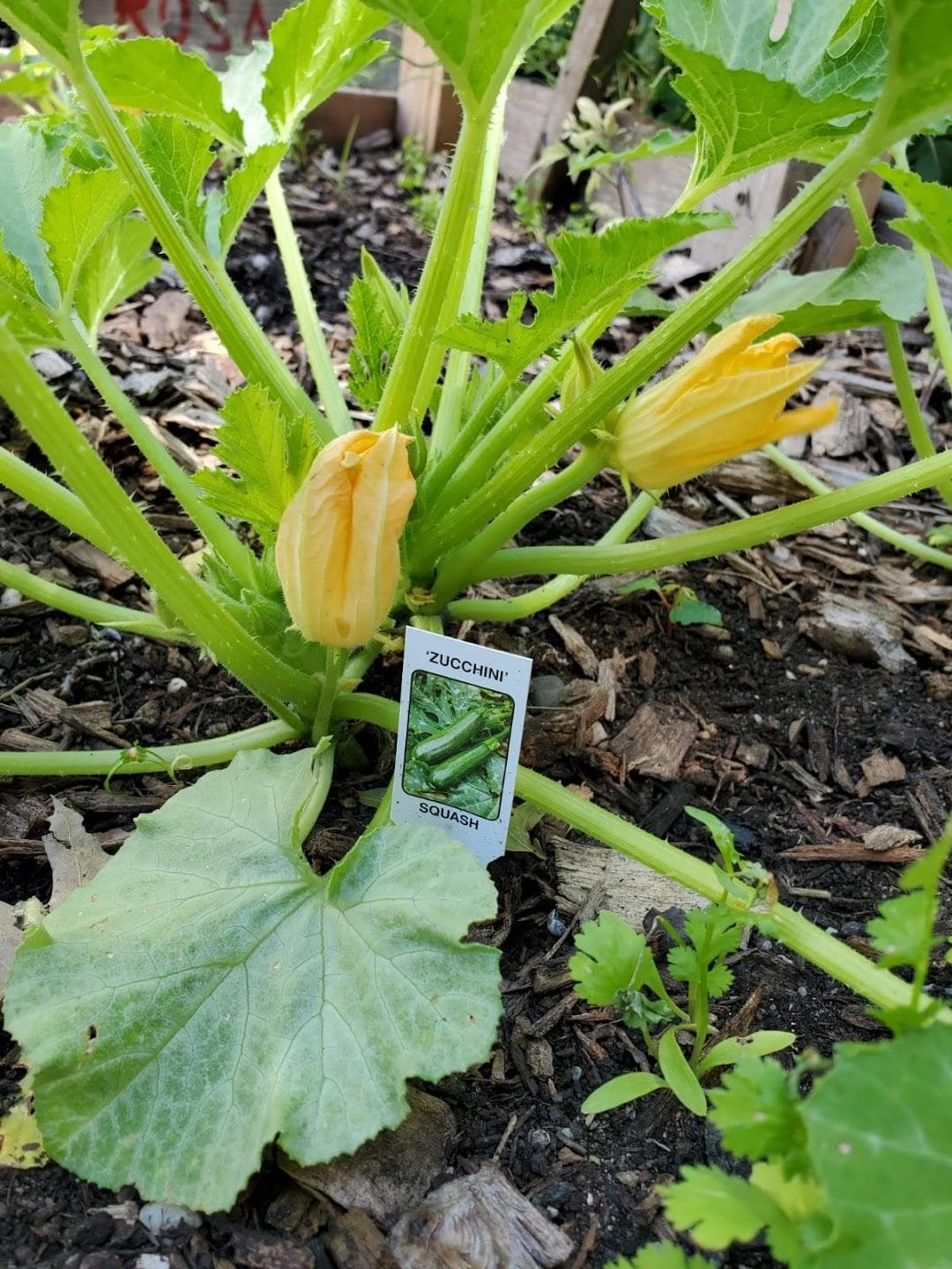 Chestnut Street Community Garden photo 2