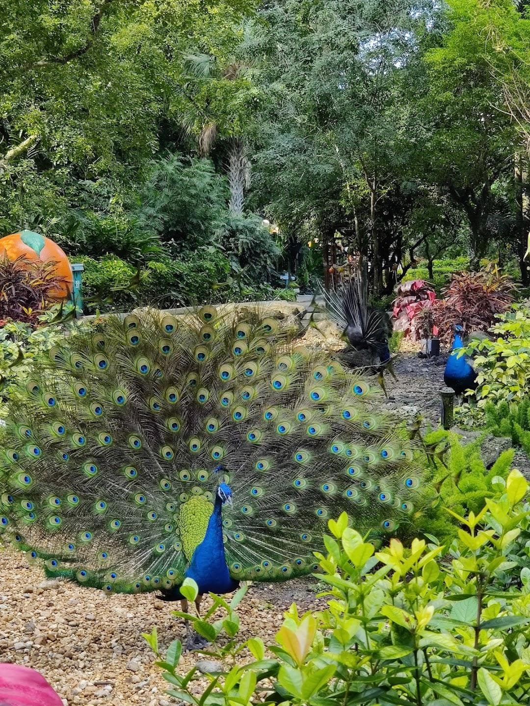 Flamingo Gardens photo 5